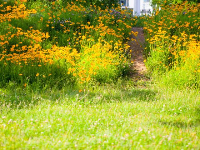 QU'EST-CE QUE LA BIODIVERSITÉ EN MILIEU URBAIN AUJOURD'HUI ?