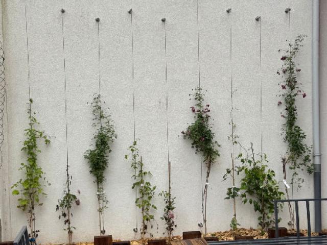 mur végétalisé avec câbles inox